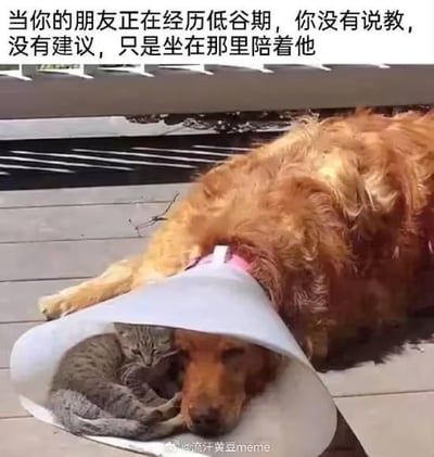 图中展示了一幅暖心的宠物互动场景：一只戴着伊丽莎白圈、看起来有些低落的金毛犬趴在户外的木质地板上，一只灰色的小猫钻进了金毛的伊丽莎白圈中，紧紧依偎在金毛的脑袋旁，姿态放松又安心。图片上方配有文字：“当你的朋友正在经历低谷期，你没有说教，没有建议，只是坐在那里陪着他”，用动物间纯粹的陪伴行为，类比朋友在低谷时最需要的不是道理和建议，而是安静的陪伴，传递出温柔治愈的情绪，没有双关或谐音梗。