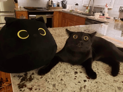 厨房台面上，一只真黑猫与黑猫玩偶并排躺着，两者都睁着圆溜溜的大眼睛，表情惊人相似，仿佛玩偶活了过来。黑色的毛发与黄色的眼睛形成鲜明对比，厨房背景增添生活气息。