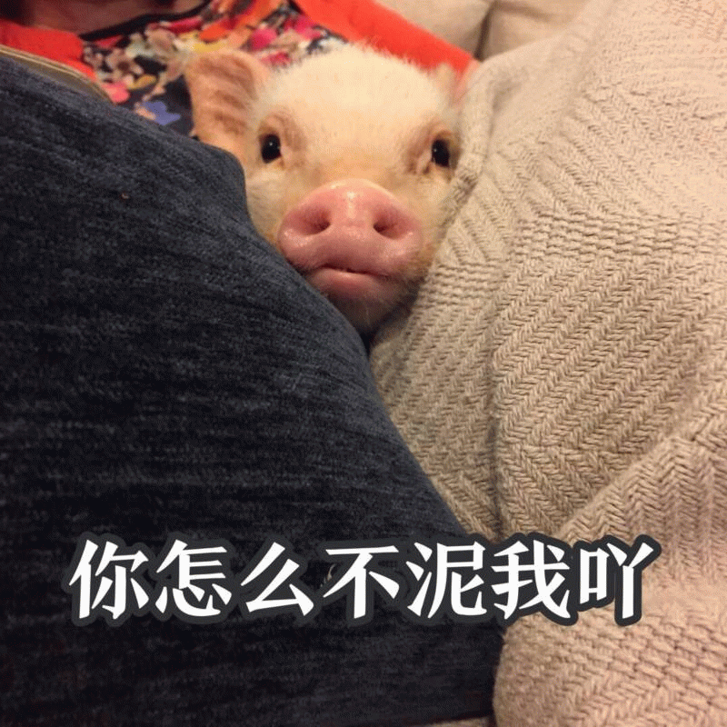 委屈小猪：你怎么不泥我吖