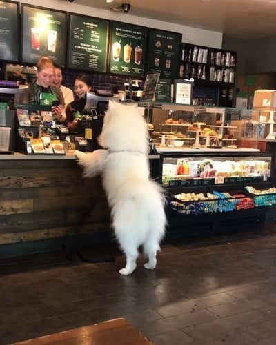 一只白色萨摩耶犬后腿站立，前爪搭在咖啡店柜台上，似乎在“点单”，柜台后的几位店员正笑着看向它。店内背景可见菜单显示屏、糕点展示柜和各类商品货架，整体氛围轻松有趣。