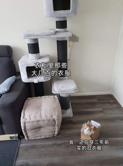 这是一张充满生活幽默感的自嘲梗图，画面呈现室内一角：摆放着价格不低的多层豪华猫爬架，还有配套的软垫猫窝，然而一只橘白相间的猫咪却完全无视这些高价宠物用品，偏偏蜷缩在一个廉价的快递纸盒子里。图中搭配的文字形成了强烈的消费反差感：上方文字‘衣柜里那些大几百的衣服’对应着猫爬架这类被闲置的高价物品，下方文字‘我，还在穿三年前买的旧衣服’则以猫咪的行为类比自身——舍得为宠物购置贵价用品，或者买了贵价衣物闲置，自己却一直穿着旧衣服，用诙谐的方式调侃当代人在消费选择上的错位，引发同类人群的共鸣。