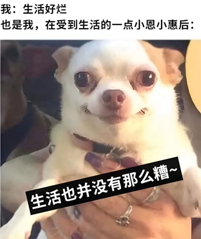 图片上方有两行文字：“我：生活好烂 也是我，在受到生活的一点小恩小惠后：”，下方是一只被人抱着的白色吉娃娃，狗狗眼睛睁大，表情呆萌又带点开心，图片底部有黑色文字“生活也并没有那么糟～”。整体通过文字和狗狗表情的对比，幽默地表现了人在遇到一点小确幸后对生活态度的转变。