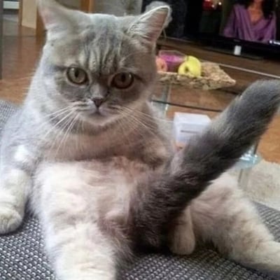 一只灰猫仰卧在地垫上，表情严肃，眼神锐利，一只后腿高高抬起。背景中可见玻璃茶几、水果篮和正在播放节目的电视，电视屏幕上有一位穿紫色衣服的人物。