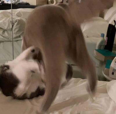 两只猫咪在卧室的床上互动，一只浅棕色猫咪站立俯身，另一只灰白相间猫咪仰卧着四脚朝天，画面充满温馨的生活气息。背景可见凌乱的白色床单、镜子反射的房间一角，以及床头柜上的洗护用品和书籍。