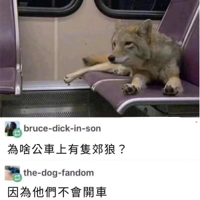 这是一张搞笑梗图，上方是一只郊狼悠闲地趴在公交车的座椅上，一只前爪搭在邻座，神态淡定，仿佛是普通乘客。下方是两段社交平台用户的问答：用户“bruce-dick-in-son”提问‘为啥公车上有隻郊狼？’，用户“the-dog-fandom”用冷幽默回答‘因為他們不會開車’。
梗图利用反常场景（郊狼出现在公交车）和直白到无厘头的回答制造笑点，用理所当然的逻辑解释不合理的现象，形成反差搞笑的效果。