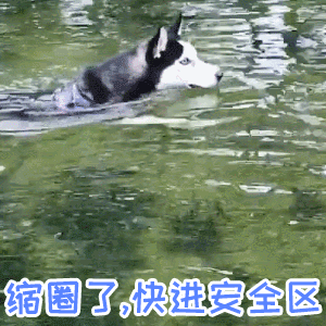 狗子游泳版‘缩圈了快进安全区’