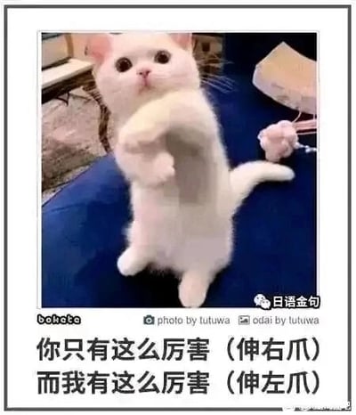这是一张幽默搞笑的文字加注动物梗图，画面主体是一只后腿站立的白色猫咪，它圆睁双眼，表情懵懂无辜，两只前爪分别抬起，配合底部的文字“你只有这么厉害（伸右爪）而我有这么厉害（伸左爪）”，利用猫咪的爪子动作制造反差效果，调侃自己的能力比他人更强，整体风格轻松诙谐，适合在社交场景中用来表达自信、调侃或活跃氛围。