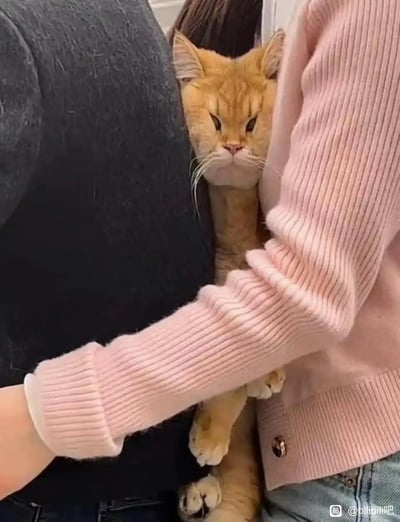 一只橘色猫咪被夹在两个人的身体中间，它的前爪扒在右边人的粉色毛衣胳膊上，眼睛半睁、嘴角下撇，露出一脸生无可恋、无奈的表情，仿佛被挤得十分不舒服，画面既搞笑又让人有点心疼，充满了反差感。图中没有双关、谐音梗或暗示内容。