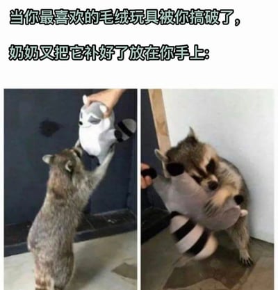 这是一张左右对比的图文混排梗图。上方文字描述场景：“当你最喜欢的毛绒玩具被你搞破了，奶奶又把它补好了放在你手上：”。左侧图片中，一只浣熊站立着，前爪向上伸，渴望地够取一只被人手持的浣熊造型毛绒玩具；右侧图片中，同一只浣熊紧紧抱住了那只毛绒玩具，表情满足，生动展现了收到奶奶修补好的心爱玩具时的喜悦与珍视。