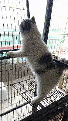 这是一段竖版动态GIF图，画面里一只白灰相间的猫咪，两只前爪紧紧扒住黑色宠物笼的栏杆，整个身体向后下方拉伸，原本的短身体被拉得细长，看起来像‘液体’一样，姿态滑稽又可爱，记录了宠物日常里的有趣瞬间。