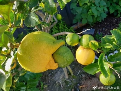 这是一张拍摄户外柠檬树的原始照片，画面中多颗不同成熟度的柠檬挂在翠绿的枝叶间，背景是泥土与其他绿植，呈现出自然的种植场景。其中最引人注目的是画面左侧一颗已经变黄的大柠檬，它因发育畸形长出类似手臂和腿部的凸起结构，恰好“抱住”旁边一颗青绿色的小柠檬，视觉效果酷似大人抱着孩子，显得滑稽又充满趣味；除此之外，枝条上还有几颗黄绿相间的柠檬，有的上下叠在一起，形态各异，为画面增添了更多看点。