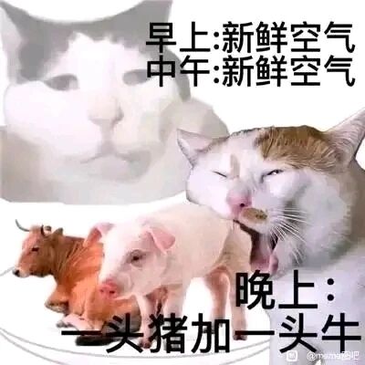 这是一张经过P图改编的搞笑静态梗图，采用图文混排的形式，通过三个部分展现极端的饮食反差：上方是模糊的mur猫头像，搭配文字'早上:新鲜空气 中午:新鲜空气'，用夸张的方式暗示早中午没有进食，只能'喝西北风'；下方是表情惬意、眯着眼的mur猫，面前的盘子里摆放着一头猪和一头牛，搭配文字'晚上:一头猪加一头牛'，与早中时段的状态形成强烈对比，幽默地调侃了从饿肚子到晚上大吃大喝的极端饮食状态，整体风格诙谐搞笑，属于网络流行的表情包素材。