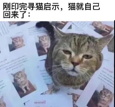 图片中一只表情淡定冷漠的猫正趴在一堆刚打印好的寻猫启示上，启示上印着该猫的照片。图片上方配有文字“刚印完寻猫启示，猫就自己回来了：”，生动展现了主人刚忙完寻猫准备工作，猫咪却突然出现的幽默场景，形成一种哭笑不得的反差萌。