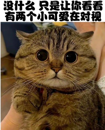 图片上方有黑色文字'没什么 只是让你看看有两个小可爱在对视'，下方是一只被人抱着的虎斑猫特写。猫咪有着异常大而圆的眼睛，正直勾勾地盯着前方，表情看起来既惊讶又好奇。