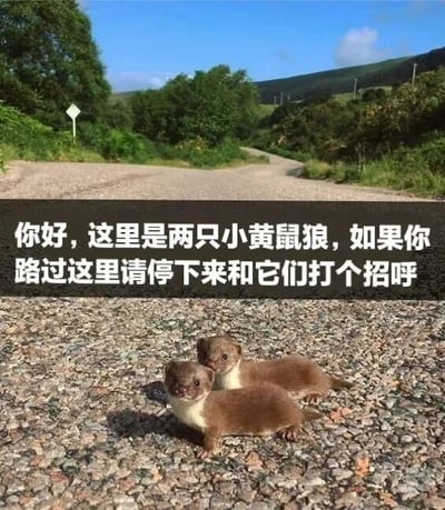 图片分为上下两部分，上半部分展示一条蜿蜒的碎石路，两侧是茂密的绿色树木和灌木丛，远处有起伏的山丘，天空湛蓝并飘着少量白云，呈现出自然清新的户外场景。下半部分特写两只小黄鼠狼幼崽，它们毛色为棕黄色，腹部呈白色，正并排趴在碎石路上，眼神呆萌可爱。图片中间有一行白色文字覆盖：“你好，这里是两只小黄鼠狼，如果你路过这里请停下来和它们打个招呼”，整体营造出温馨、治愈的氛围。