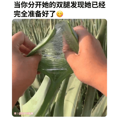 图片上方配有文字“当你分开她的双腿发现她已经完全准备好了😋”，下方是一张实拍图，两只手正在剥开一片新鲜的芦荟叶，露出里面晶莹剔透的芦荟胶。通过将剥开芦荟叶的动作与具有性暗示的文字结合，形成一种低俗的谐音梗和双关语，属于不良信息内容。