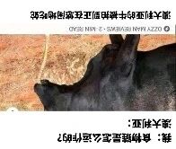 图片内容包含文字“说会唱情歌正在做饼中国十大饼”，可能是一张带有幽默或网络梗性质的图文混排图片，主题围绕“中国十大饼”和“做饼”展开，整体风格偏向轻松搞笑。