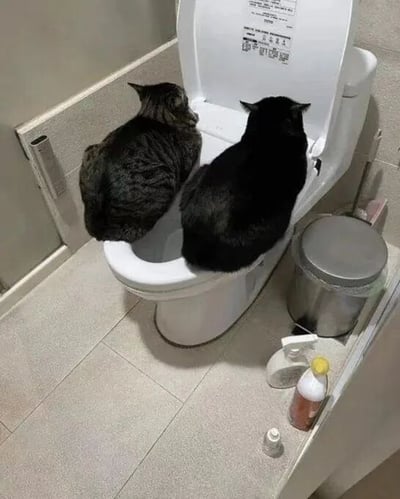 卫生间场景中，两只猫咪——一只虎斑猫和一只纯黑猫——正并排蹲坐在掀开盖子的智能马桶上，身体微微前倾，小脑袋凑近马桶边缘，仿佛在认真观察或模仿人类如厕。背景可见浅色瓷砖墙面、银色垃圾桶及旁边的清洁用品，整体画面充满生活气息与可爱反差萌。