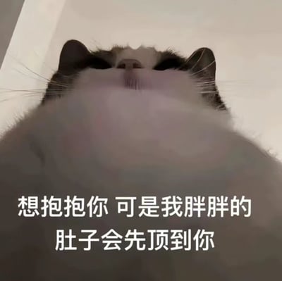 图片为一只胖猫咪的仰拍特写，猫咪双眼微闭，露出圆润的白色肚皮，占据画面主要部分。下方配有文字“想抱抱你 可是我胖胖的肚子会先顶到你”，通过拟人化的口吻，将猫咪的肥胖特征转化为可爱又幽默的表达，营造出温馨治愈的氛围。