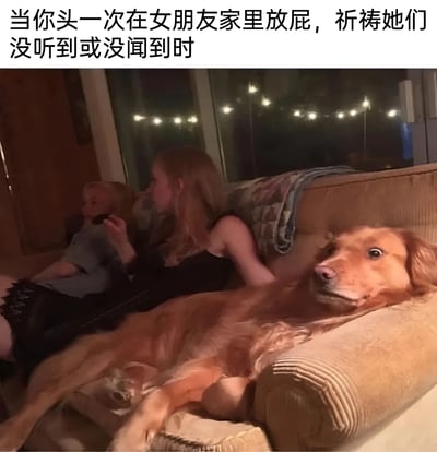 图片展示了一个家庭客厅场景，沙发上有一位女性和一个孩子，她们正侧身坐着，似乎在看电视或聊天。最引人注目的是一只金毛犬，它躺在沙发扶手上，表情夸张地转头注视着镜头方向，眼神中带着明显的震惊和警觉。图片上方配有文字：'当你头一次在女朋友家里放屁，祈祷她们没听到或没闻到时'，通过狗狗与人类之间的反应对比制造幽默效果，暗示狗狗已经察觉到异常，而人类可能还未发现。