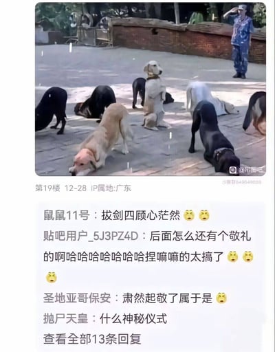 这张图片展示了一群狗狗整齐地趴伏在地面上，像是在进行某种仪式或表演。其中有一只狗狗异于常态地直立双腿，仿佛在敬礼，画面右上角还有一位穿迷彩服的人类也在敬礼。结合下方评论，网友以动漫/武侠梗和夸张语气调侃“挑剑四顾心茫然”和“神秘仪式”，整体氛围十分搞笑，充满中二感。

**双关/梗说明**：狗狗的“敬礼”模样被类比为人类严肃的仪式和动漫、武侠里的桥段，带有幽默反差和中二感。