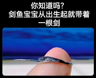 图片上方为白色文字“你知道吗？剑鱼宝宝从出生起就带着一根剑”，下方是一张特写照片：一只极小的剑鱼宝宝被放置在人类指尖上，身体细长，头部前端已明显长出尖锐的剑状吻部，背景为模糊的蓝紫色调，模拟海洋环境。整体画面通过文字与实拍结合，展现剑鱼幼崽的独特生理特征。