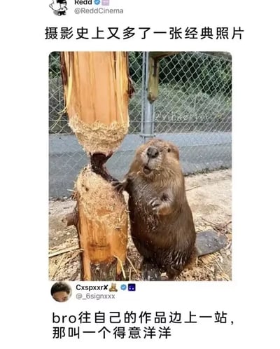 这是一张社交媒体图文截图，顶部为X平台用户Redd的账号信息及配文“摄影史上又多了一张经典照片”；中间的实拍图中，一只河狸直立着身体，一只前爪搭在被它啃到中间只剩细小连接、即将断裂的树干上，嘴巴张开，神态看起来十分骄傲得意，仿佛在炫耀自己的劳动成果；图片下方是另一位X平台用户的评论：“bro往自己的作品边上一站，那叫一个得意洋洋”，用调侃的语气精准描述了河狸的状态，整体氛围诙谐有趣。