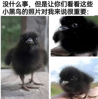 图片上方配有文字“没什么事，但是让你们看看这些小黑鸟的照片对我来说很重要：”，下方是三张小黑鸟的照片拼接。左侧照片中，一只毛茸茸的小黑鸟站立在灰色表面上，直视镜头；右上角照片中，小黑鸟被人用手指托着，侧脸看向一侧，羽毛乌黑发亮；右下角照片中，小黑鸟同样被手持，背景是模糊的天空和绿色植物，眼神呆萌可爱。整体画面温馨治愈，突出小黑鸟的可爱形象。