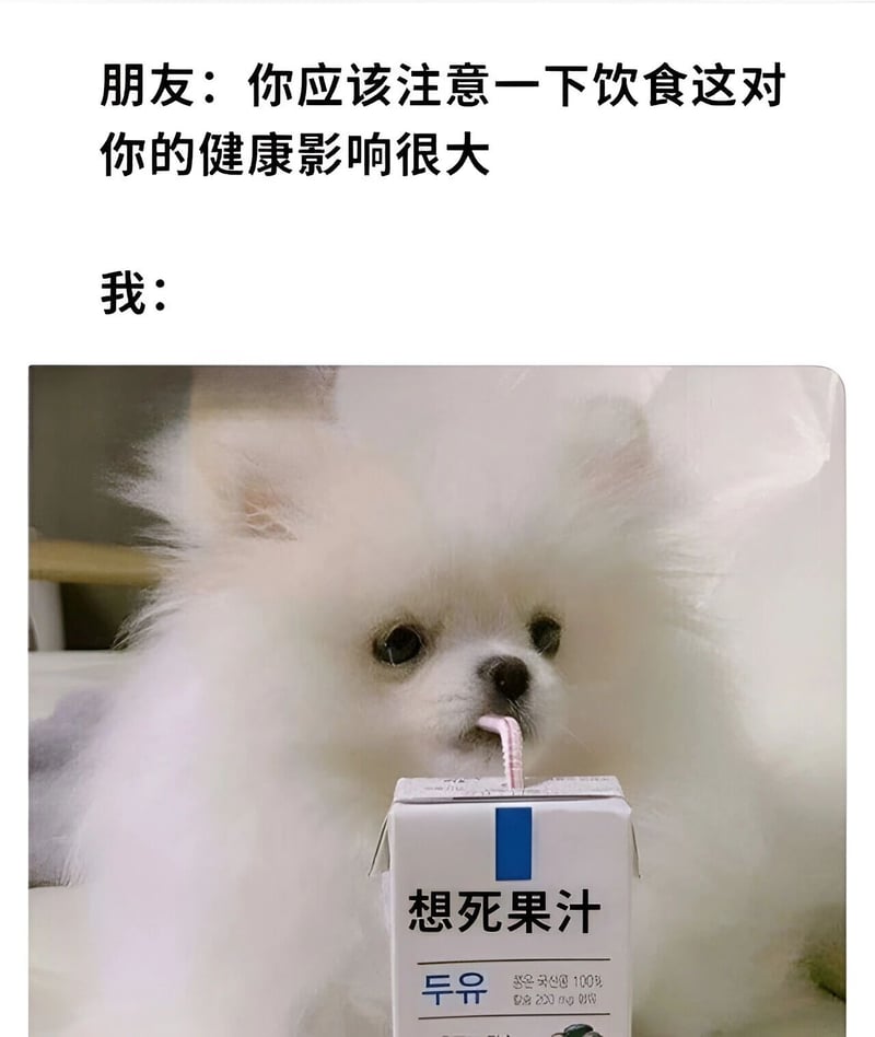 白色博美犬