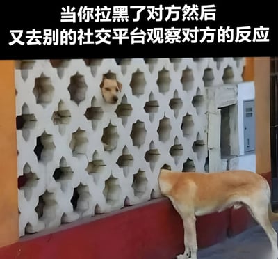 一张真实拍摄的照片，画面中有两只浅棕色的狗。一只狗的头部从白色几何镂空墙的孔洞中探出，向外张望；另一只狗则站在墙下方的红色墙基上，身体前倾，头部靠在镂空墙上，似乎在努力透过孔洞窥视。图片顶部有黑色背景的白色醒目文字：“当你拉黑了对方然后又去别的社交平台观察对方的反应”。该梗图通过狗偷偷窥视的行为，幽默地比喻了人们在拉黑他人后，又忍不住通过其他社交平台暗中关注对方动态的矛盾心理。