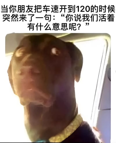 这张梗图上方配有文字：“当你朋友把车速开到120的时候突然来了一句：‘你说我们活着有什么意思呢？’”，下方是一张杜宾犬在车内抬头看的照片。狗狗表情严肃担忧，完美诠释了听到朋友在高速驾驶时突然提出这种哲学问题时的惊恐反应。通过将高速驾驶的危险情境与深刻的人生问题并置，再配上狗狗的担忧表情，创造出幽默效果。