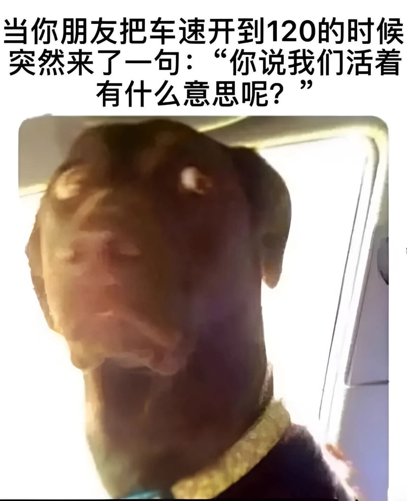 杜宾犬