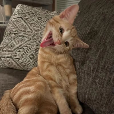 一只橘白相间的猫咪正坐在灰色沙发上，身体微微蜷缩，头部夸张地向左侧歪斜，嘴巴大张，粉红色的舌头伸出，露出细小的牙齿，一只耳朵竖起，另一只耳朵自然垂下，眼神中带着一丝迷茫又滑稽的神情。猫咪身后是一个带有几何图案的灰色抱枕，背景中隐约可见房间的部分陈设，整体画面充满生活气息和趣味性。