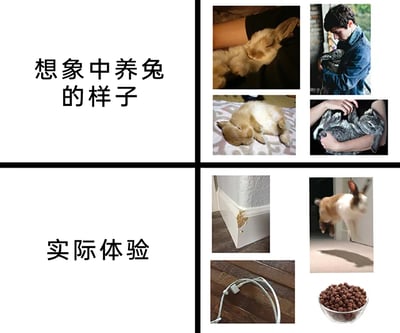 这张图采用上下分栏对比的形式，展示养兔子的理想状态与真实体验的巨大反差。上半部分“想象中养兔的样子”，用四张图片呈现了温馨治愈的场景：或是兔子安静地趴在人的腿上睡觉，或是被主人温柔抱在怀里，或是仰躺着露出肚皮熟睡，画面里的兔子温顺粘人，和人亲昵互动，营造出养兔充满治愈感的美好想象。下半部分“实际体验”，则用四张图片展现了养兔的真实状况：兔子啃坏了墙角踢脚线，咬断了数据线，还会在家里活泼地蹦跳乱窜，同时还有满满一碗兔粮，体现出养兔不仅要面对兔子拆家的破坏行为，还要承担喂养等日常事务，和想象中的温馨场景形成强烈反差，真实还原了养兔的现实一面。