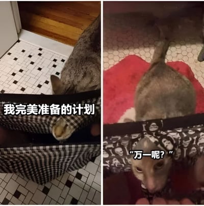这是一张左右对比的猫咪梗图，左边猫咪藏在格子图案的包里，配文'我完美准备的计划'；右边猫咪从印有图案的包里探出头向上看，配文'万一呢?'。通过猫咪的两种状态和文字对比，幽默地表现了从自信满满到突然产生疑虑的心理变化。