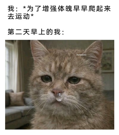 这是一张极具共鸣感的搞笑图文表情包，上方文字分为两个部分，第一部分描述“我”为了增强体魄，下定决心早早起床去运动；第二部分引出“第二天早上的我”，并搭配了一只橘色猫咪的图片：猫咪眼神涣散、满脸疲惫，鼻子上还挂着一个鼻涕泡，神态萎靡生无可恋。这个表情包精准地还原了人们在进行一次突然的或超出日常量的运动后，第二天身体极度疲惫、精神萎靡的真实状态，用夸张又形象的猫咪表情来调侃这种日常经历，搞笑又贴近生活，很容易引发有类似经历的人的共鸣。