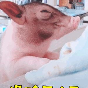小香猪害羞埋脸动态表情包：没脸见人了