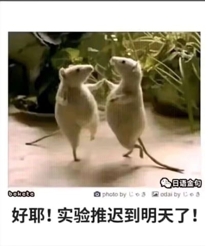 两只白色的小老鼠直立站在地面上，前爪相握，身体微微后仰，看起来像是在开心地跳舞庆祝。图片底部配有文字“好耶！实验推迟到明天了！”，用拟人化的方式表达了对实验推迟的兴奋情绪。画面背景有绿色植物，营造出自然的氛围。