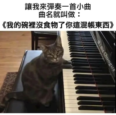 这是一张横版的静态实拍搞笑梗图，画面主体是一只狸花猫，它坐在黑色钢琴的琴身上，一只前爪搭在钢琴键上，仿佛正在进行演奏。图片上方配有繁体转简体后的文字：“让我来弹奏一首小曲，曲名就叫做：《我的碗里没食物了你这混账东西》”，用拟人化的创意，将猫咪的姿态解读为通过“演奏”来表达饭盆空了、催促主人喂食的不满情绪，充满了诙谐的反差感。钢琴的右侧还带有“Big Chungus”的水印文字，整体画面生动有趣，把猫咪的小情绪用夸张的方式表现出来，很适合用来幽默地吐槽自己的需求未被满足的状态。