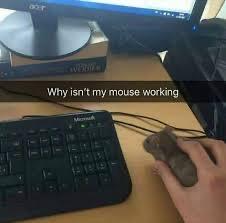老鼠