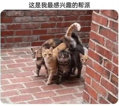 图片中一群猫咪在红砖铺地、砖墙围合的角落区域并排站立，共有五只不同毛色的猫（包括橘猫、虎斑猫等），它们眼神警惕、姿态整齐，仿佛一群有组织的“帮派成员”。图片上方配有黑色文字“这是我最感兴趣的帮派”，通过将猫咪群体戏称为“帮派”，利用“帮派”一词通常指代人类有组织团体的含义与猫咪可爱形象形成反差萌，制造幽默效果，调侃猫咪们团结又严肃的样子如同帮派聚会。