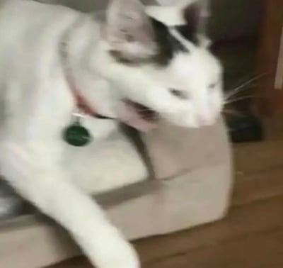 A white cat with black markings on its head wearing a red collar with a green pendant. The cat appears to be meowing with its mouth open, sitting in what looks like an indoor environment.