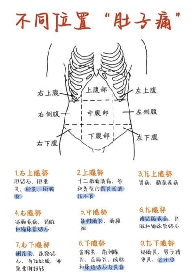 一张腹部疼痛位置示意图，通过线条勾勒出人体肋骨及腹部轮廓，将腹部清晰划分为右上腹、上腹、左上腹、右侧腹、中腹、左侧腹、右下腹、下腹、左下腹共9个区域。每个区域下方用数字标注并对应文字说明，详细列出该位置肚子痛可能关联的器官或疾病，例如右上腹提到胆结石、胆囊炎、肝炎，上腹部涉及十二指肠溃疡、胃炎和消化不良，下腹部则包括膀胱炎、前列腺炎等。整体采用线稿风格，图文结合，结构清晰，适合作为健康科普素材帮助大众初步判断腹痛原因。
