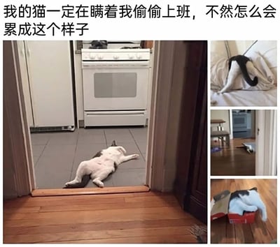 这是一张多图拼接的图文混排图，上方配有拟人化趣味文案“我的猫一定在瞒着我偷偷上班，不然怎么会累成这个样子”。主图是一只黑白花色的猫咪四仰八叉地躺在厨房门口的地砖上，肚皮朝上、四肢舒展，姿态放松慵懒，仿佛极度疲惫；右侧还有三张小图，分别展示了这只猫咪以各种瘫软的姿势休息：有的埋在被子里只露出后腿和尾巴，有的趴在房间地板上一动不动，有的蜷缩在小小的鞋盒里，四肢耷拉在外面。整体用拟人化的方式将猫咪的慵懒状态类比为打工人上班后的疲惫，引发共鸣，充满搞笑趣味。