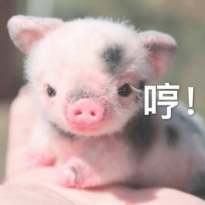 图片中是一只被捧在手心的小香猪，毛色以白色为主，带有黑色斑点，粉嫩的鼻子和圆溜溜的眼睛显得格外可爱。小猪表情略带傲娇，右侧配有文字“哼！”，整体营造出一种俏皮又有点小脾气的萌系氛围，适合用于日常聊天中表达轻微的不满或撒娇情绪。