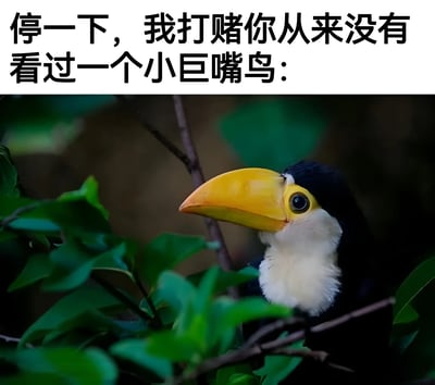 一张展示小巨嘴鸟的图片，上方配有文字'停一下，我打赌你从来没有看过一个小巨嘴鸟：'。图片主体是一只色彩鲜艳的巨嘴鸟，拥有巨大的黄色喙部、黑色的头部和背部羽毛，以及白色的喉部。它栖息在绿色树叶间的树枝上，侧头凝视着远方，表情显得十分好奇。这张图片通过引人注目的标题和清晰的野生动物摄影，旨在分享这种独特鸟类的视觉魅力。