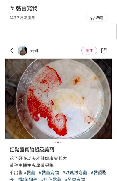 这是一张社交媒体平台的帖子截图，展示了用户“云玥”分享的红黏菌宠物。帖子顶部显示#黏菌宠物话题及143.7万次浏览量，中间是一张培养皿的照片，皿内白色培养基上生长着红色、呈网状蔓延的黏菌，形态独特。下方配文称“红黏菌真的超级美丽，花了好多功夫才健健康康长大”，并提到菌种由博主曳尾菌采集，且不出售黏菌，附带#玫瑰绒泡菌 #黏菌生长等多个相关话题标签。