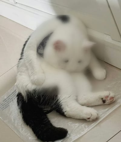 这是一张经过合成的视觉错位趣味图像，主体是一只黑白花色的奶牛猫仰躺在地面的垫子上，画面上方叠加了一个模糊的带黑斑白色猫咪头像，二者叠合后形成视觉错觉，看起来仿佛是奶牛猫正怀抱着一只神情恍惚、脸色泛红的迷糊小白猫，整体氛围诙谐有趣，背景为浅色瓷砖地面与白色踢脚线。