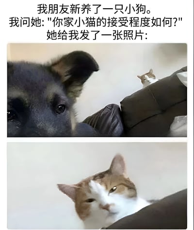 图中上方文字描述：朋友新养了一只小狗，询问其家中小猫的接受程度后，朋友发来两张照片。第一张照片中，黑色小狗占据前景，表情平静，背景沙发上有一只棕白相间的小猫远远观望；第二张照片是小猫的特写，它趴在沙发上，眼神淡然，表情略显冷漠，幽默地展现了小猫对新成员的“接受”态度——实际是保持距离的平静应对。整体通过文字与两张对比照片的结合，呈现出宠物相处中的有趣日常。