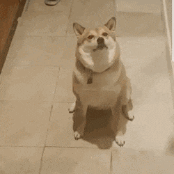 柴犬歪头眨眼微笑动态图